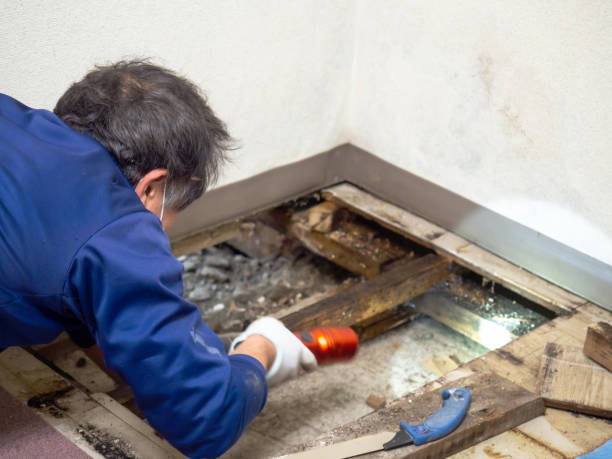 Best Post-Flood Mold Remediation in Canton, MS