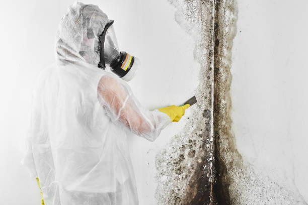 Best Attic Mold Remediation in Canton, MS