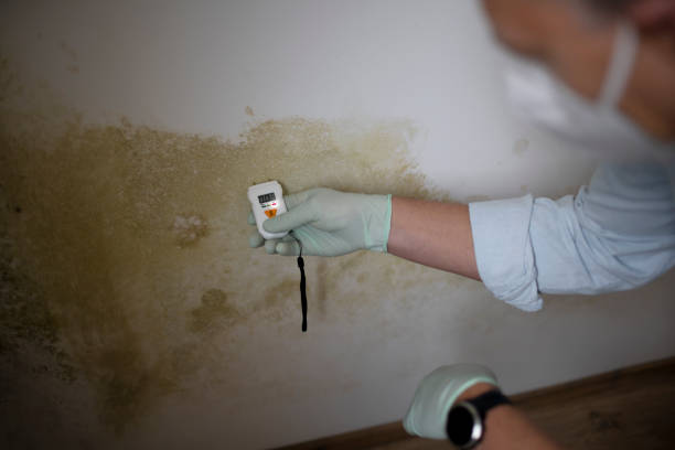 Best Industrial Mold Remediation in Canton, MS