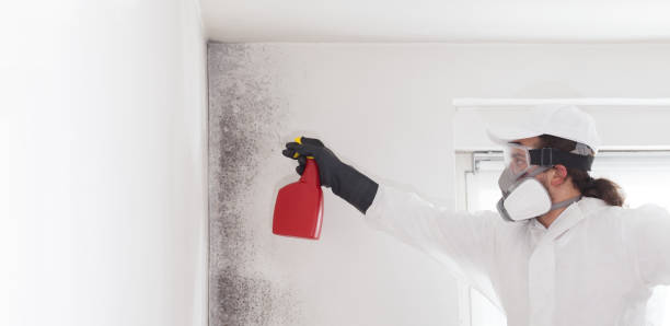 Best Insurance-Related Mold Remediation in Canton, MS