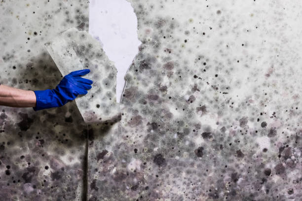 Best Emergency Mold Remediation in Canton, MS