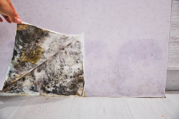 Best DIY Mold Remediation Support Services in Canton, MS